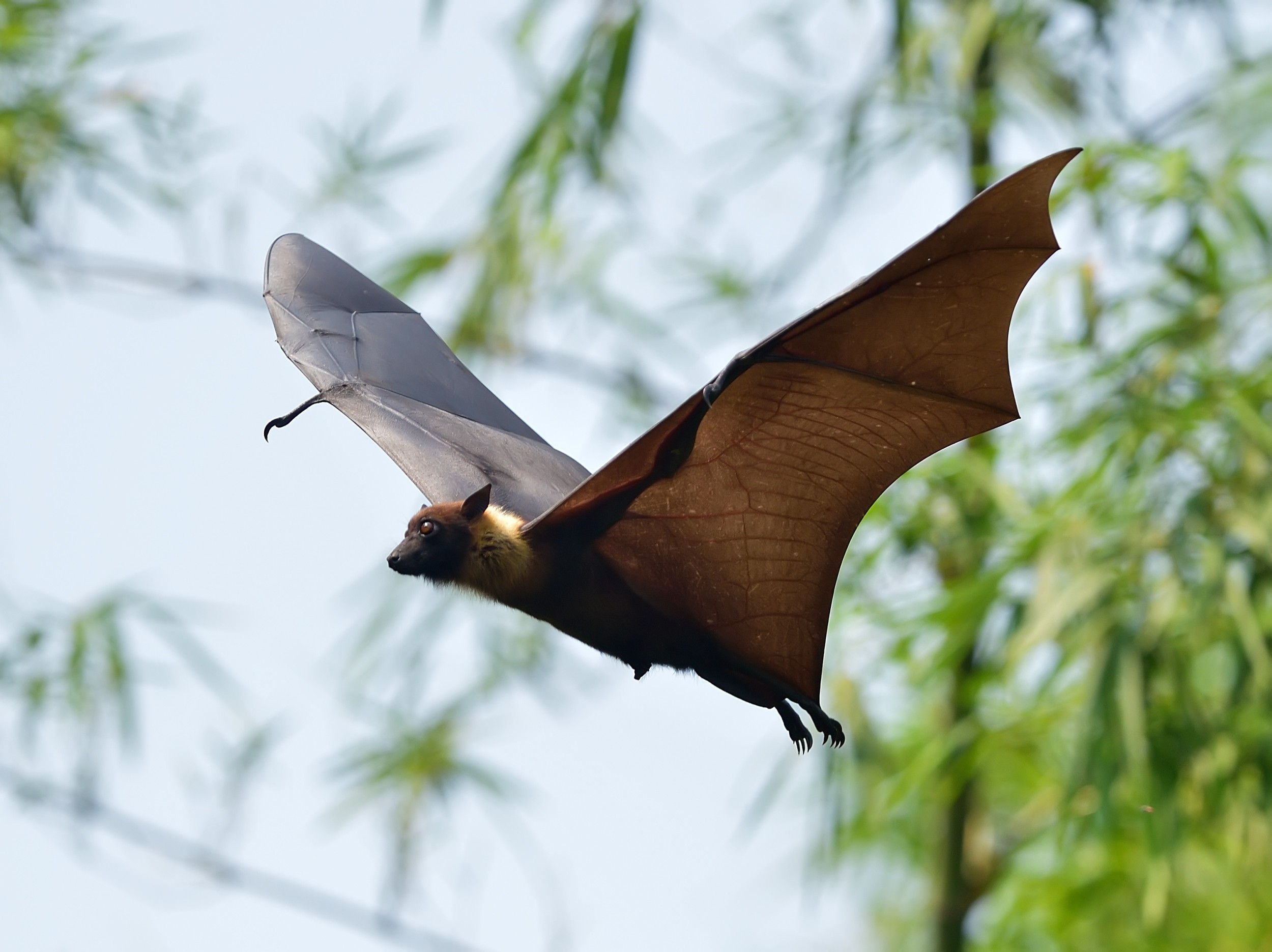 Dedetizadora de Morcegos na Vila Nova Cachoeirinha 	