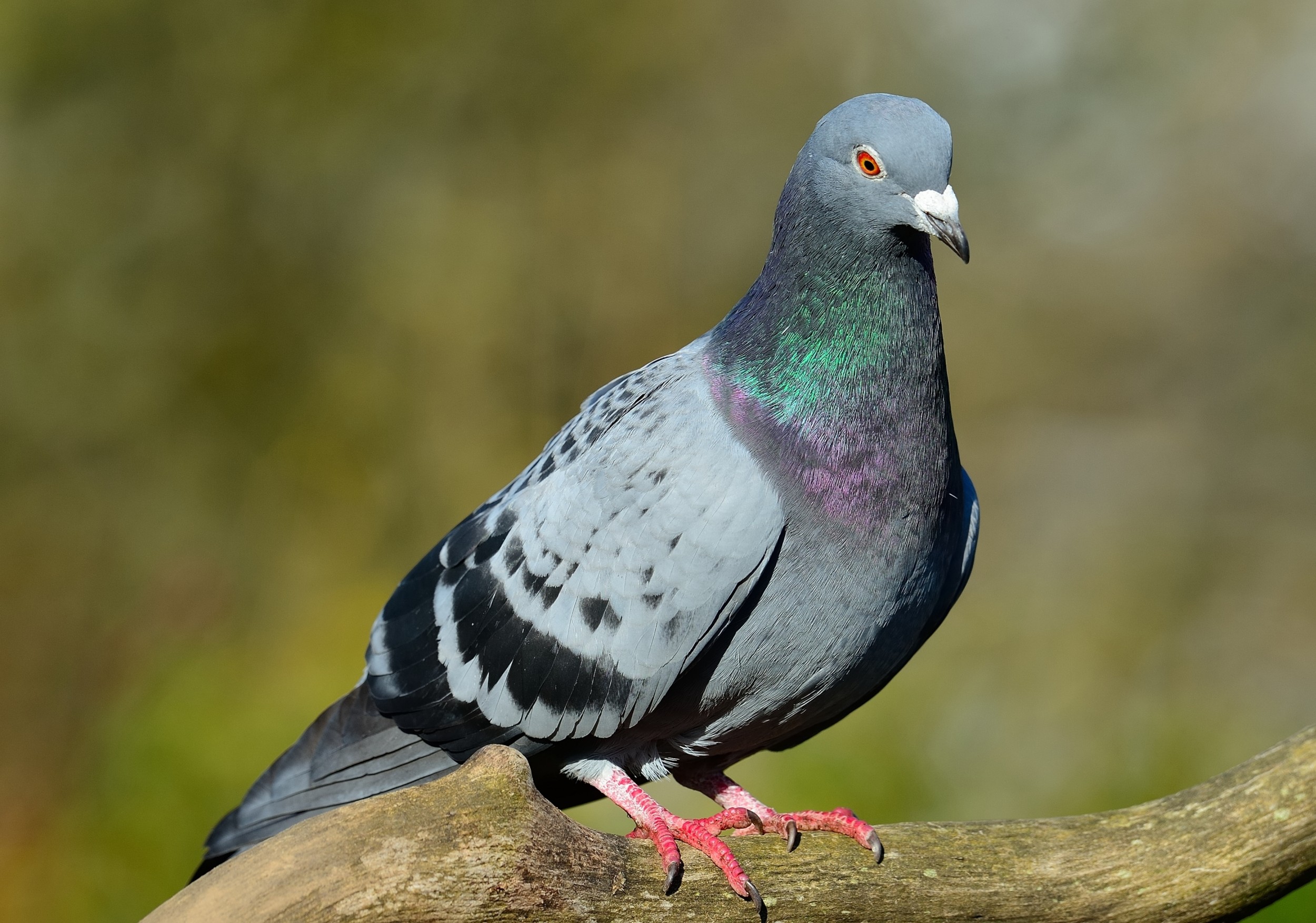 Manejo e controle de pombos na Cangaíba